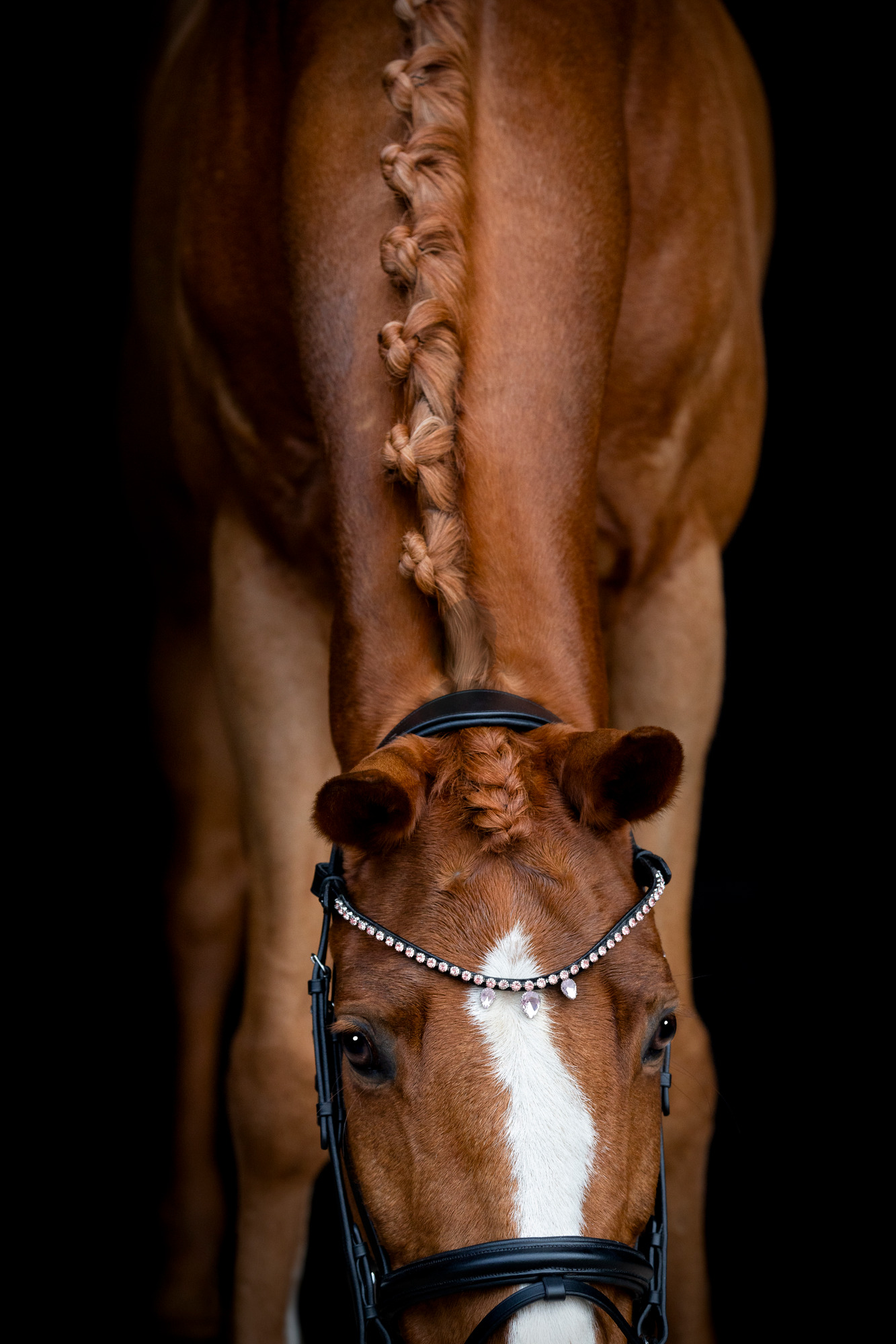 HorseGuard FW26 Stirnriemen Fullerton