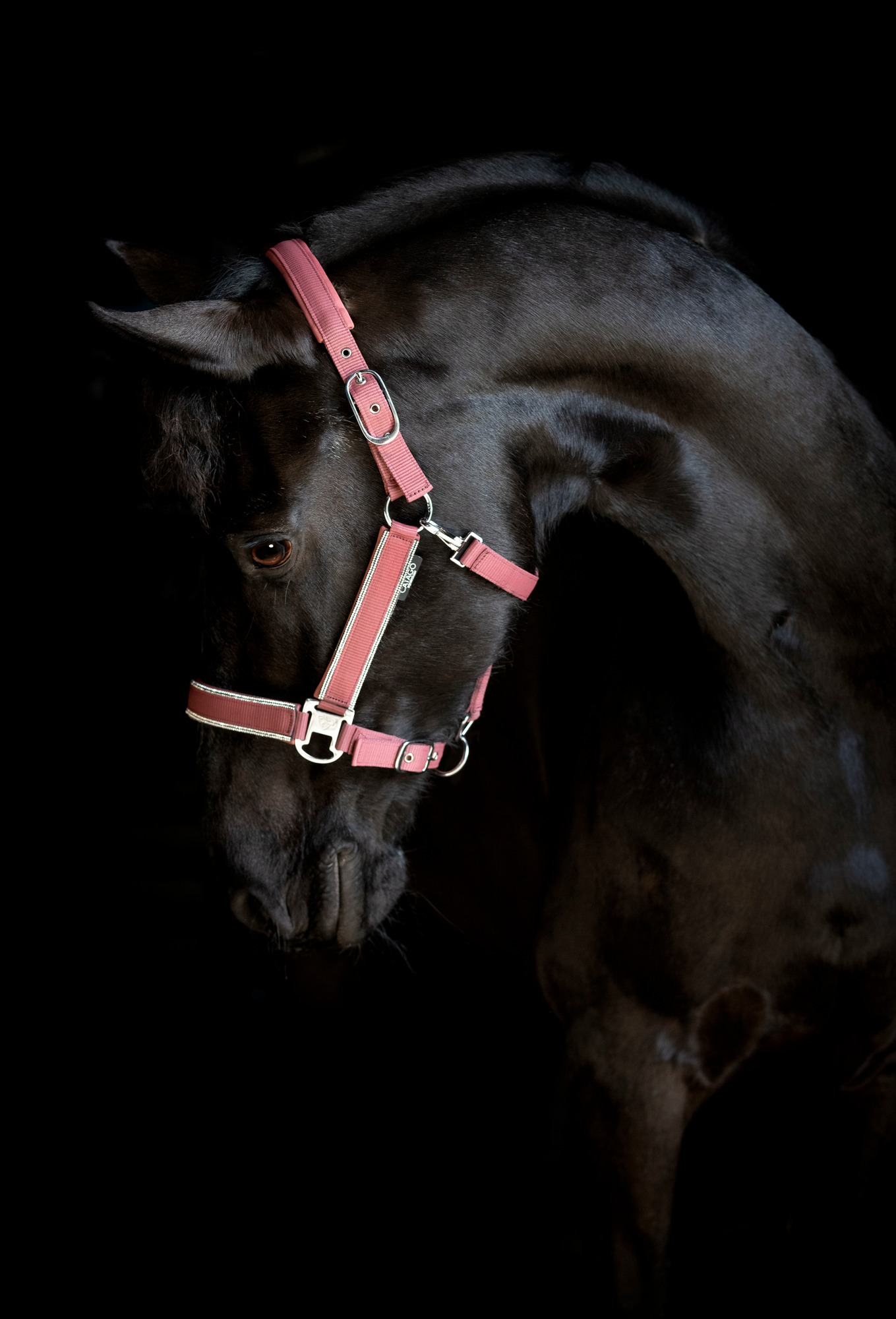 Catago FW26 Halster Pearland