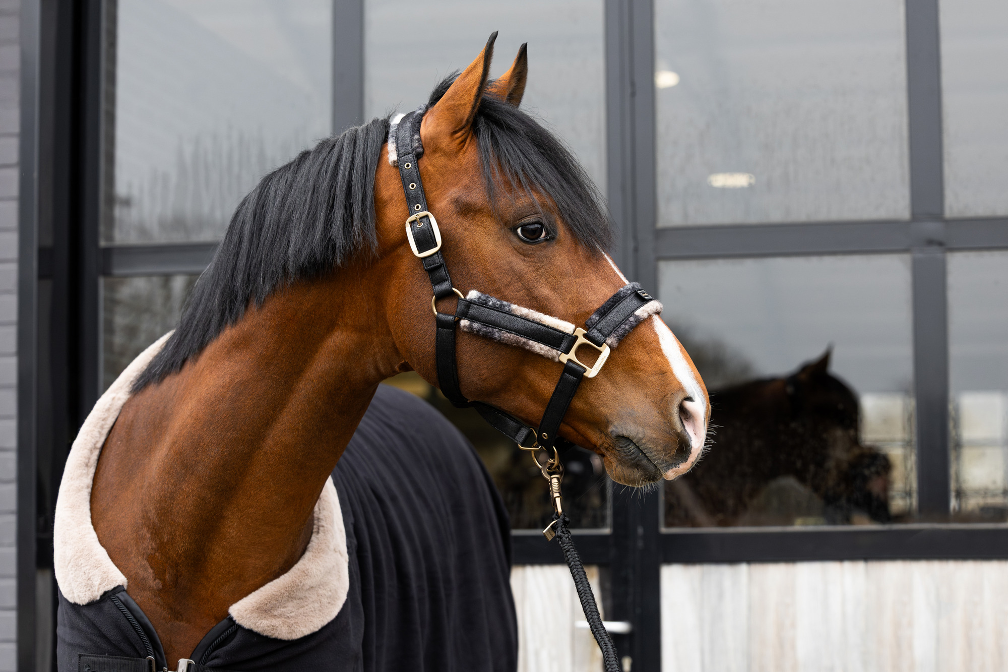Cavallo FW26 Premium Halster CAVALLavi