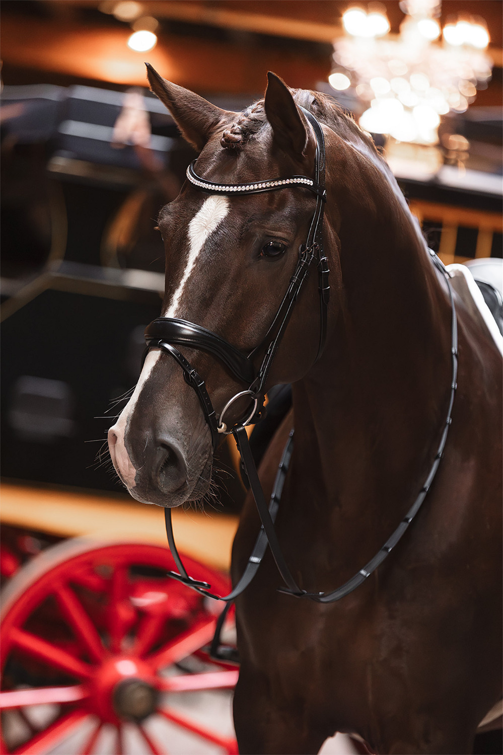 ANKY Professional Bridle
