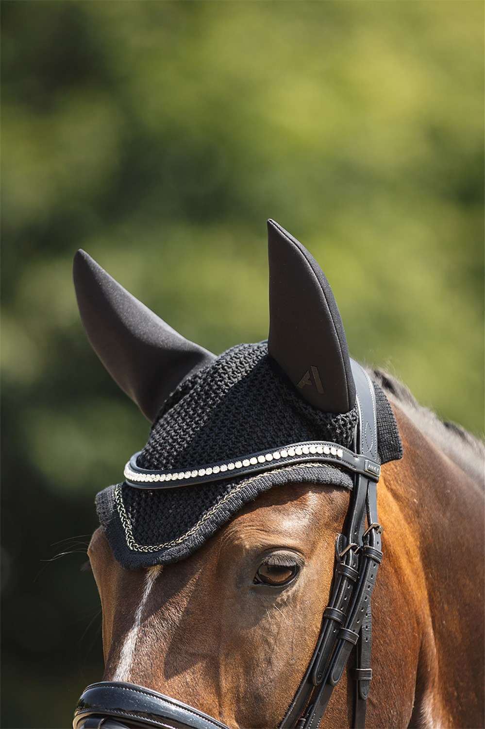 ANKY Earnet Presence