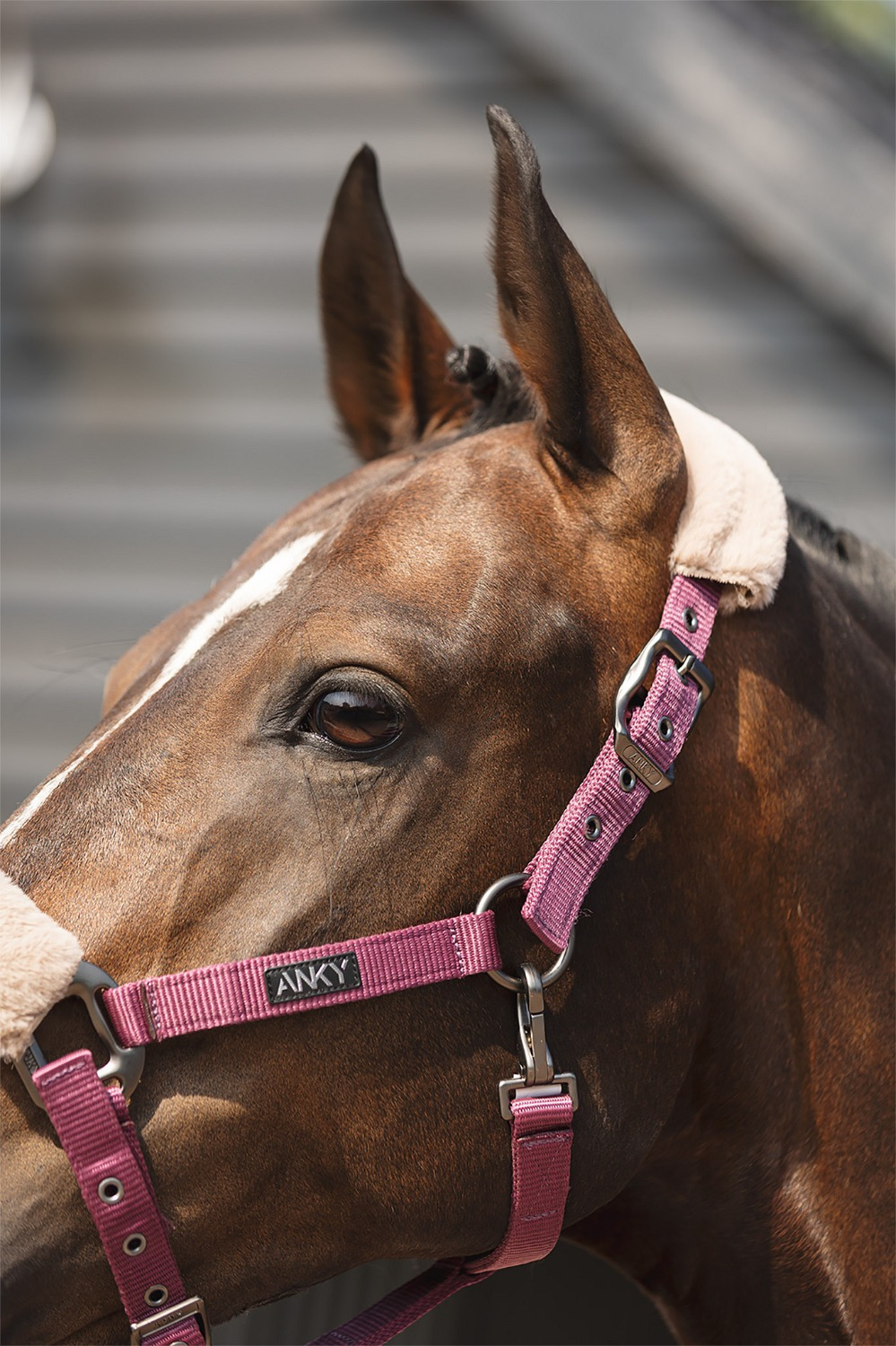 ANKY Halter and Rope Check Velvet