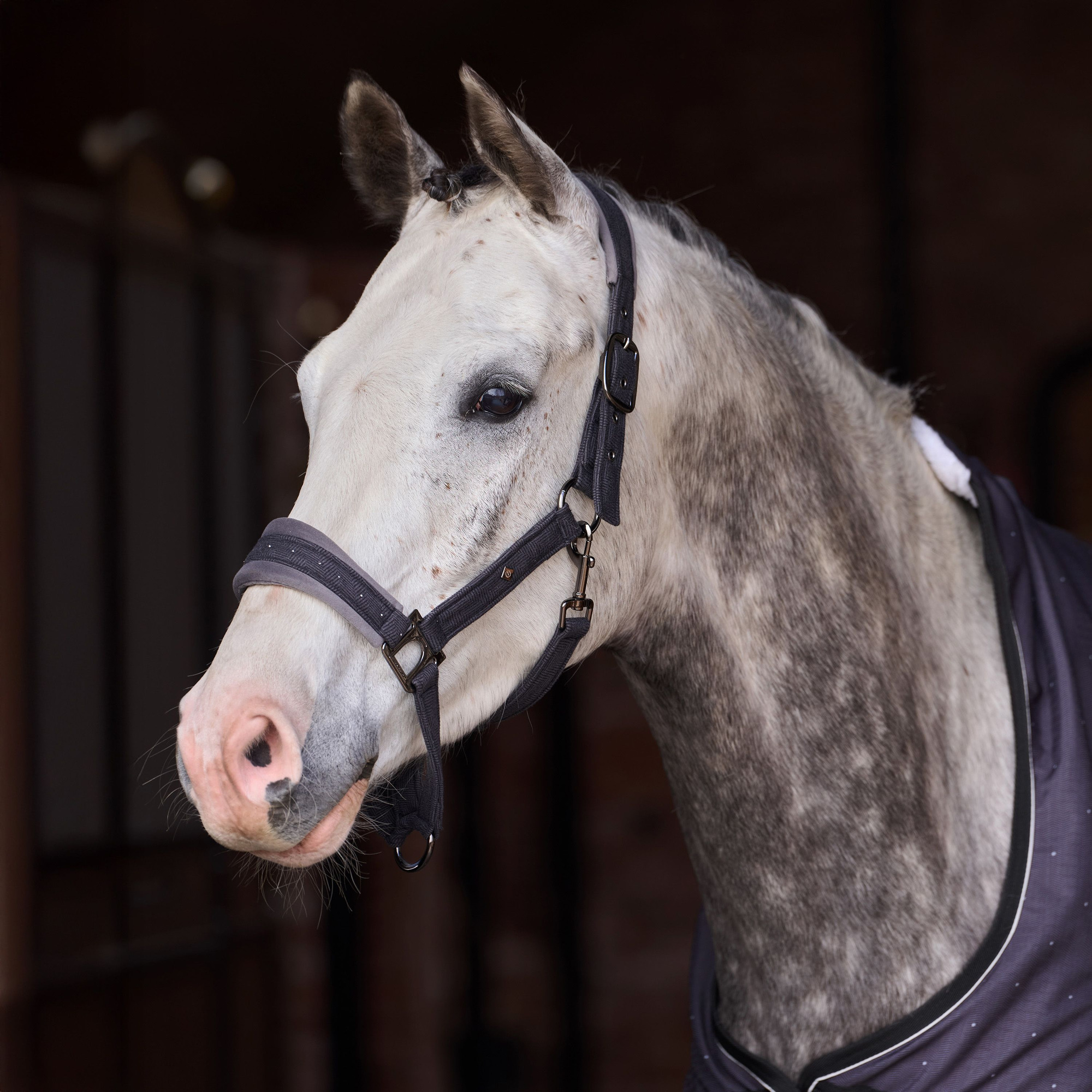 Imperial Riding FW26 Halter IRHPenny Herringbone