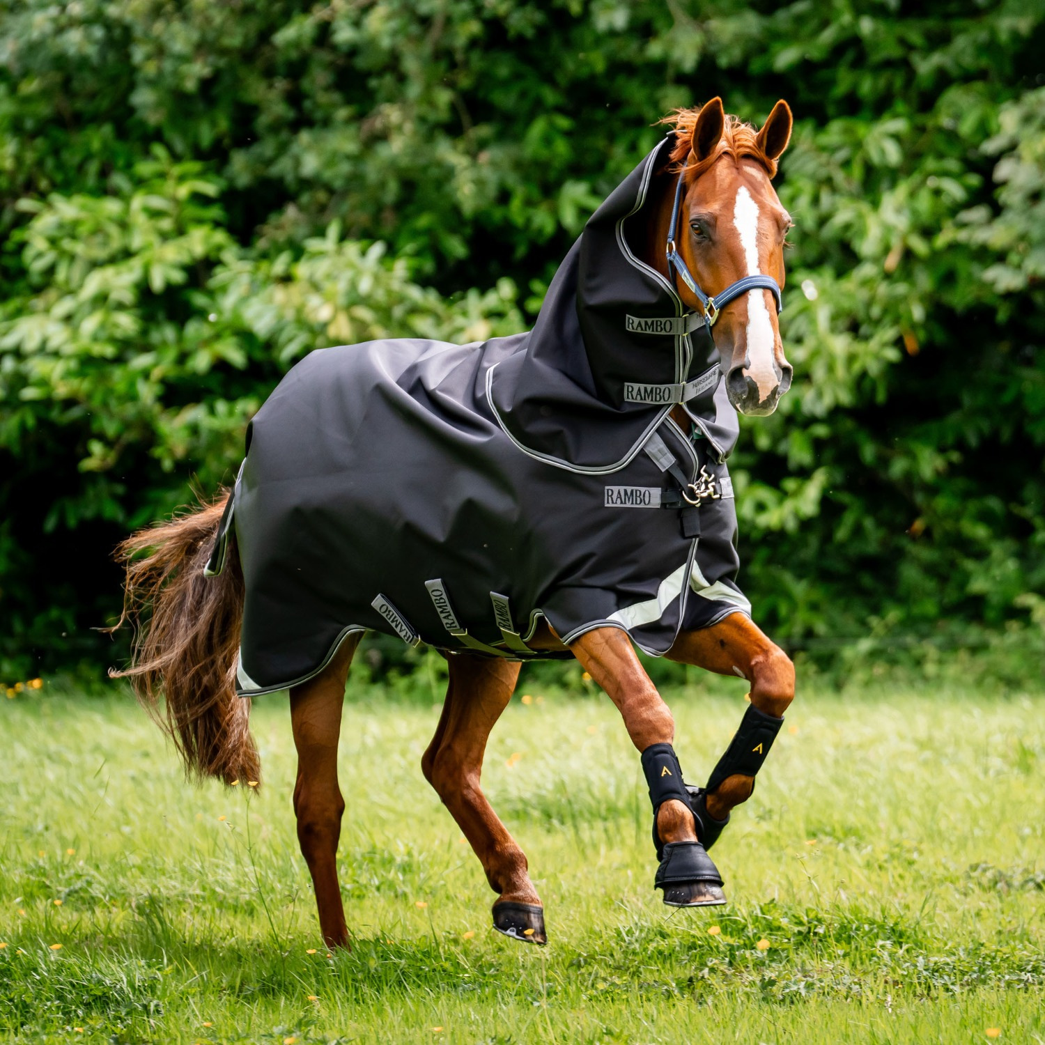 Rambo 1680D Plus Weidedecke