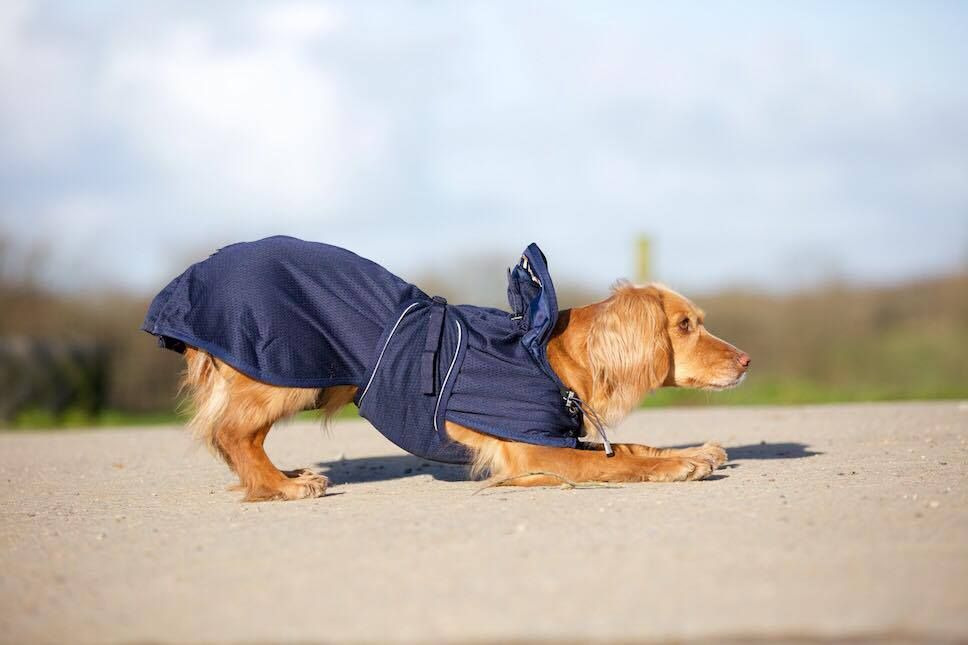 Back on Track Hunde-Netzdecke