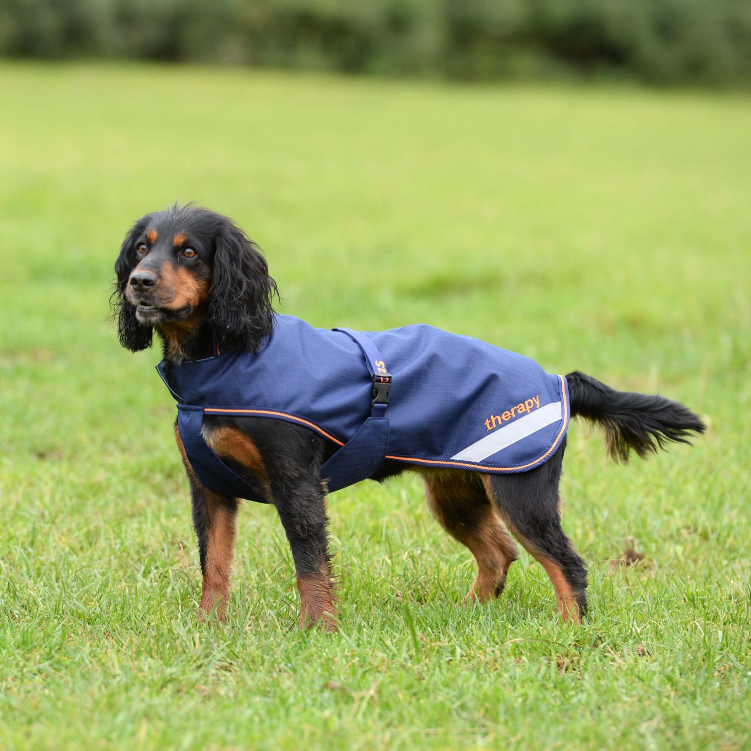 Bucas Therapy Dog Rug