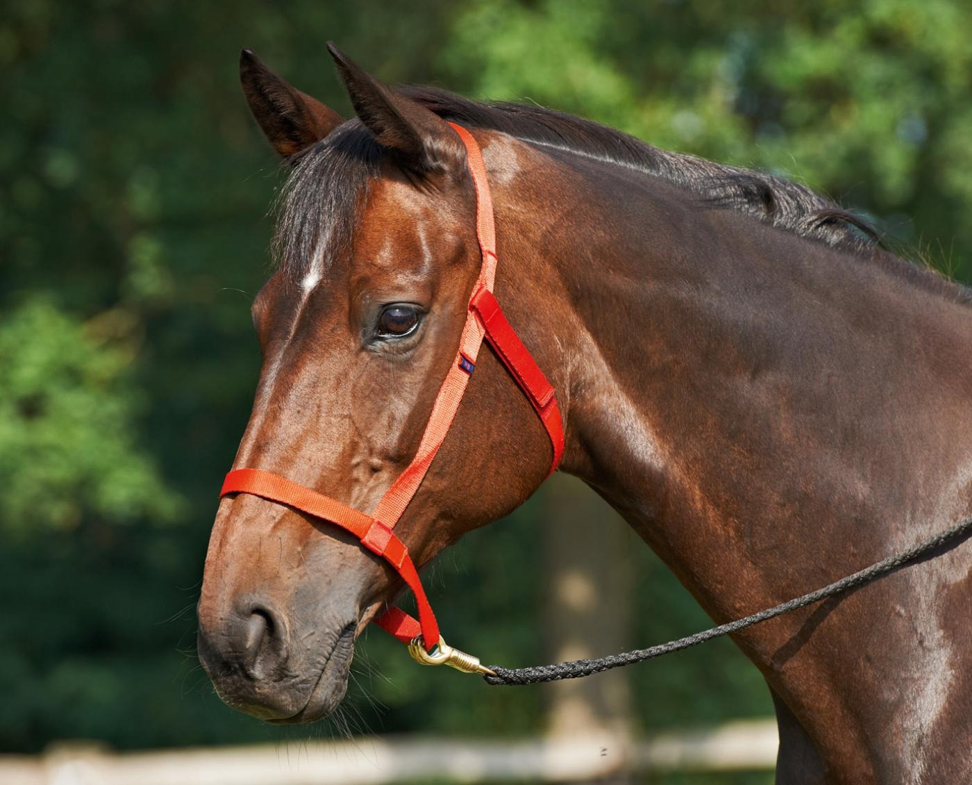 Busse weidehalster