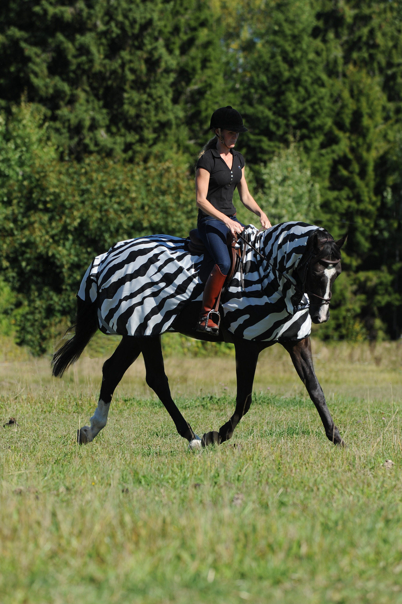 Bucas Buzz-Off Zebra Riding Sheet