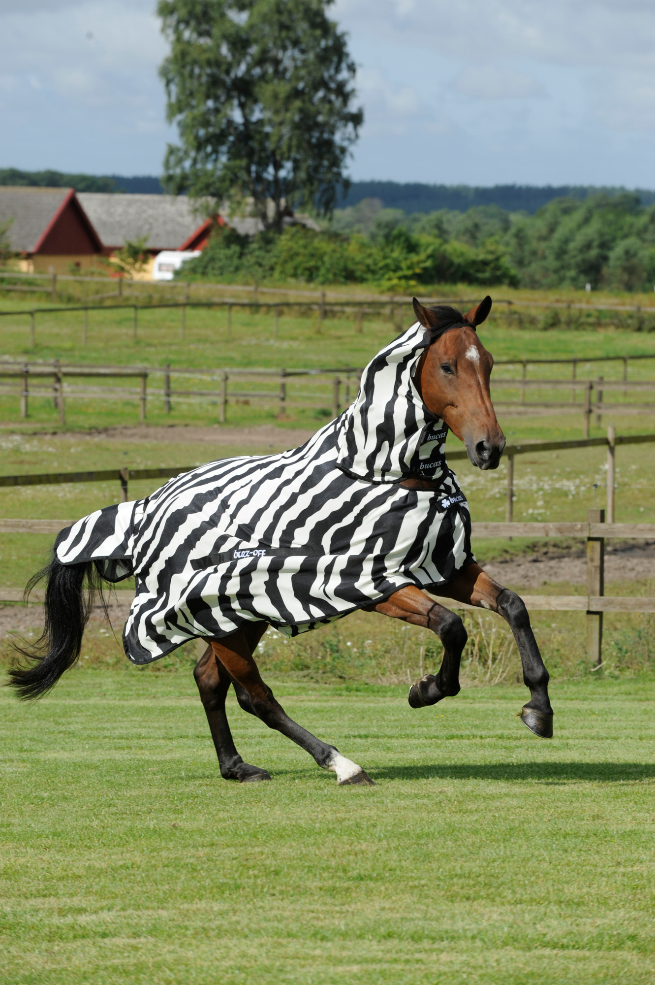 Bucas Buzz-Off Zebra Full Neck