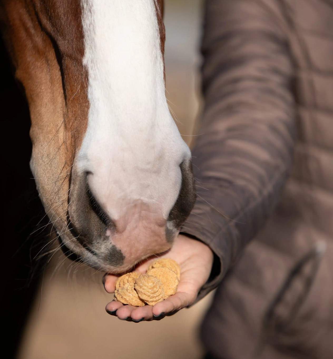 Candy Horse Coconut Cookies