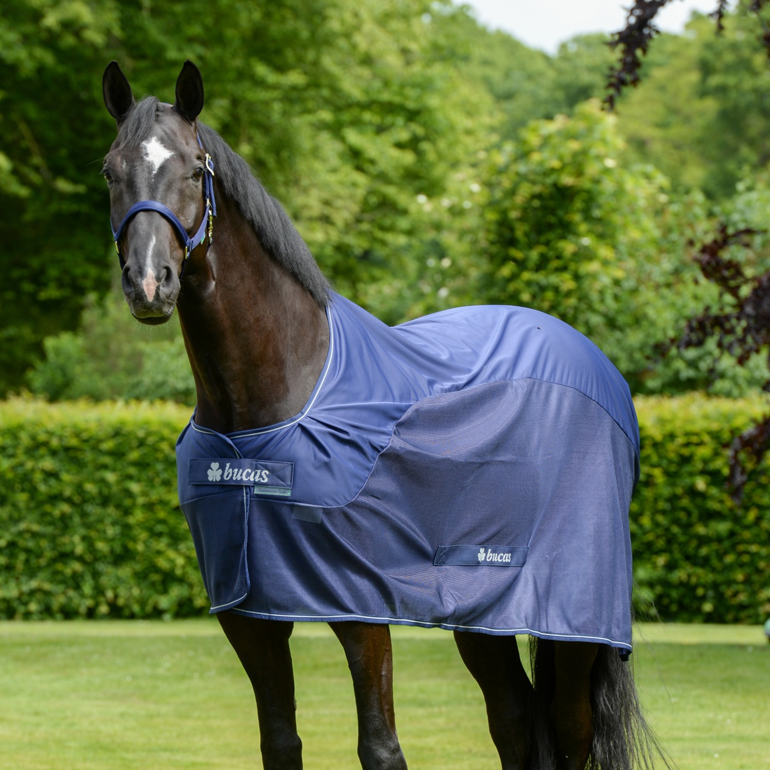 Bucas Competition Cooler Blauw