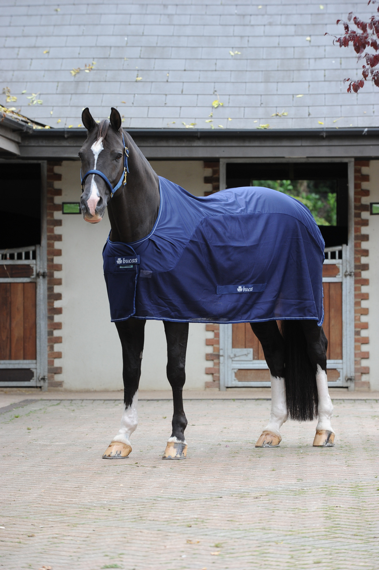 Bucas Competition Cooler Blauw