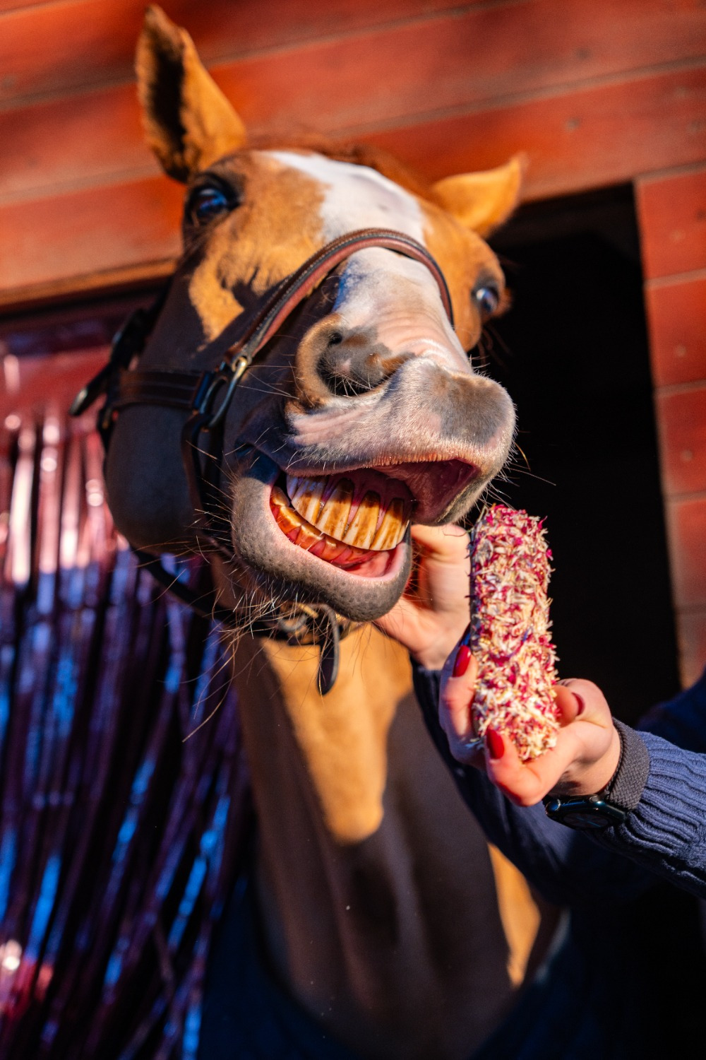 Candy Horse Eclair Cornflower Mix