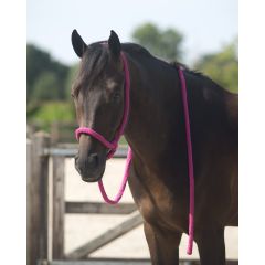 Q-essentials in-hand halter