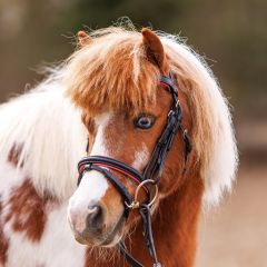 Kavalkade Bride pour Shetland Maja