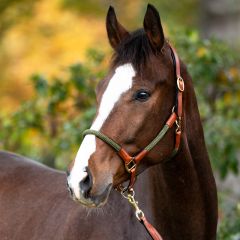 Kavalkade rope halter set Cavo 