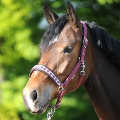 Cavalcade Halter Classic