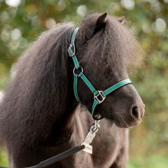 Kavalkade Shetland Pony Halter Shorty
