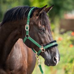 HB Showtime Pioneer Halter Set