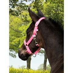 HB Licol pour poulain de poney Astrid