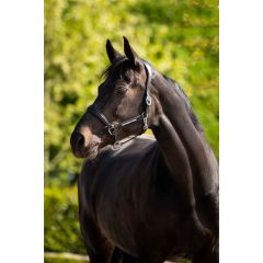 HB Showtime Pasadena Leather Halter
