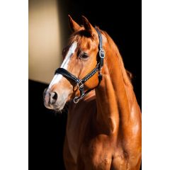 HB Showtime Leader Halter Rivet Swarovski