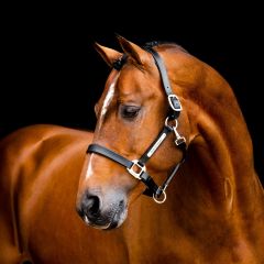 Horseware Signature Leather Headcollar