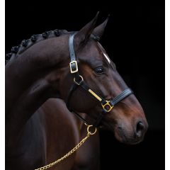 Amigo Leather Halter