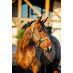 Amigo Headcollar & Leadrope Set