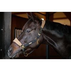 Catago FW'24 FIR-Tech Grand Halter