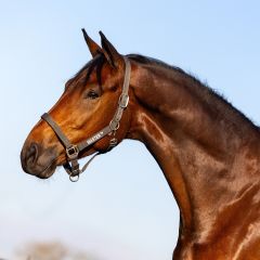 MASTER Halter Anthracite