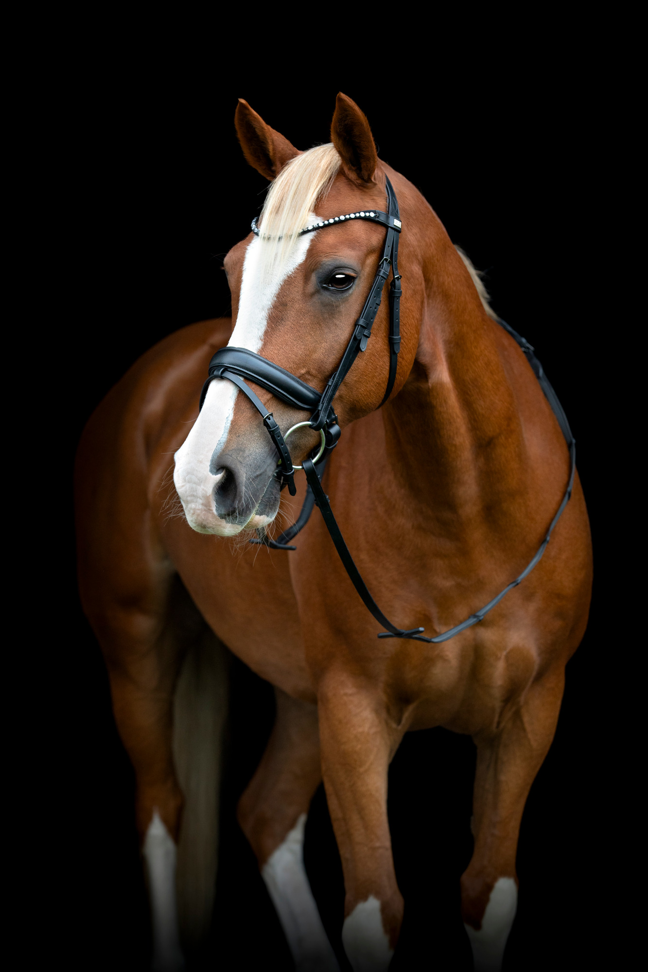 Horseguard FW25 Cryll 25.2 Trense mit Pullback-Verschluss und Sperrriemen