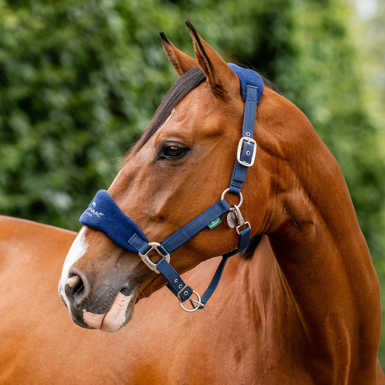 Horseware Signature Putzhalfter
