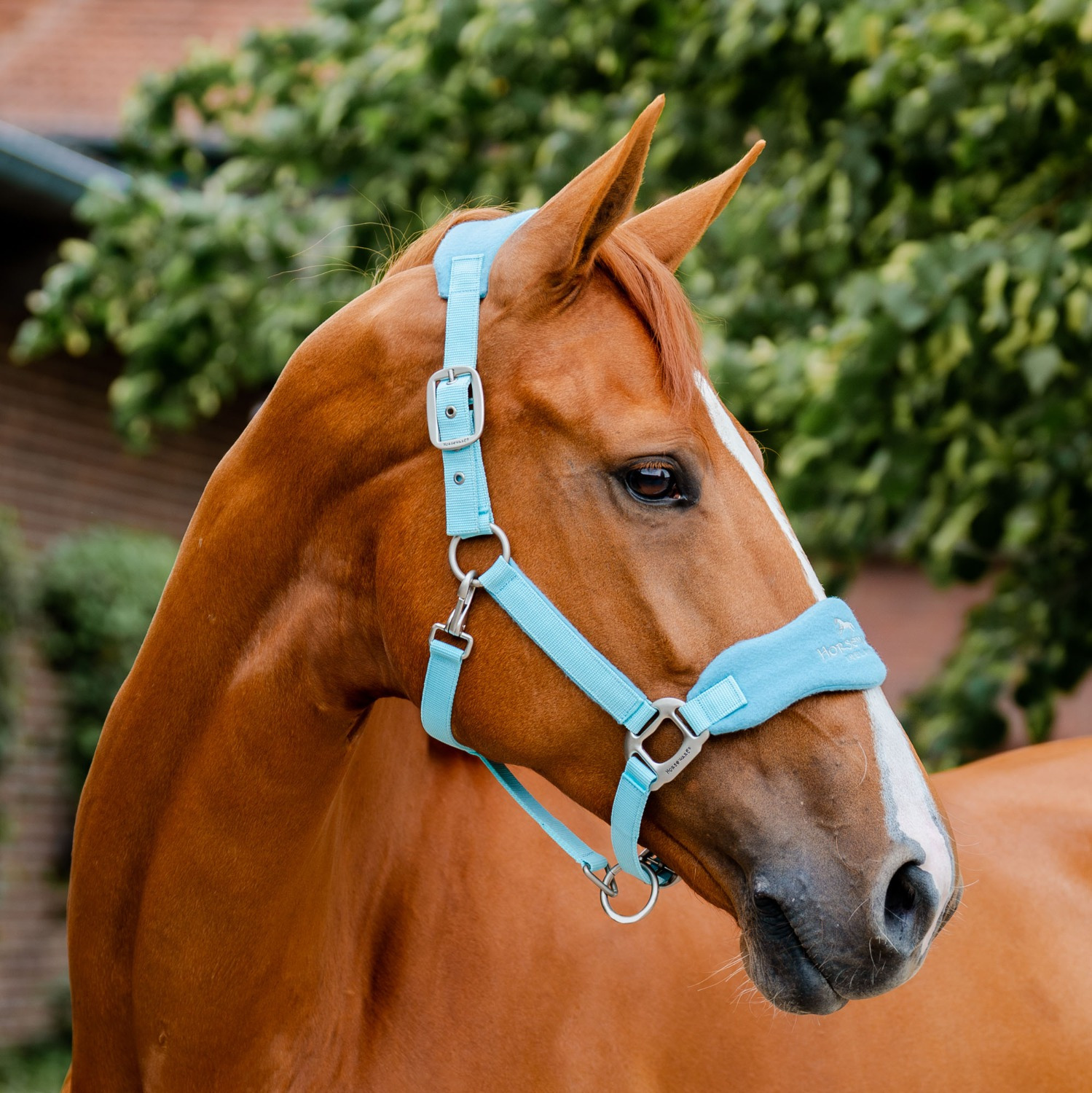 Horseware Signature Putzhalfter