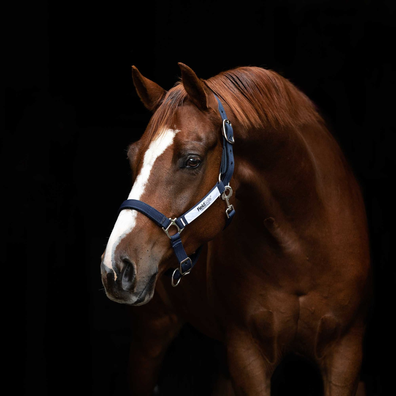 Horseware Field Safe Halfter