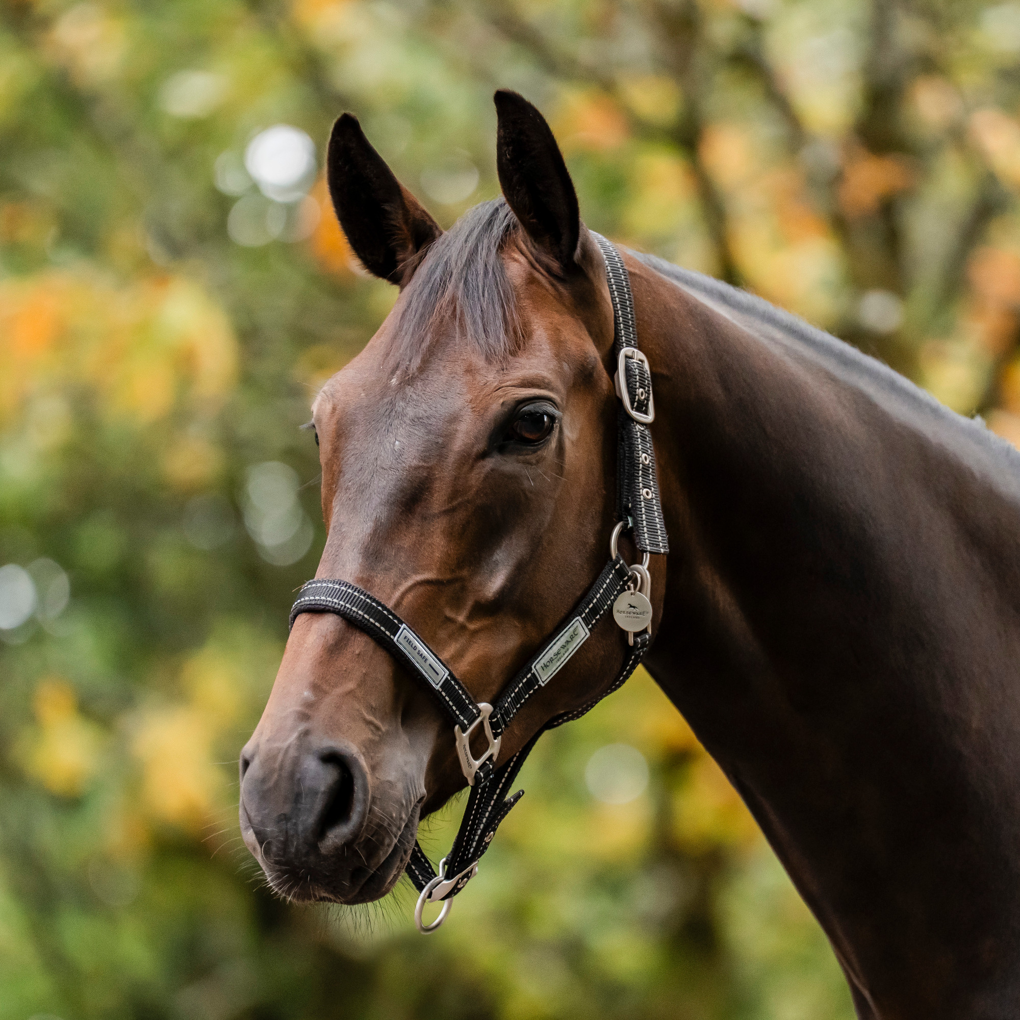 Horseware FieldSafe Reflektierendes Halfter