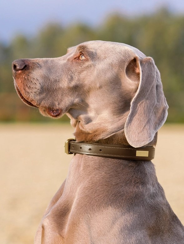 Equestrian Stockholm Champagne Dog Collar Clean