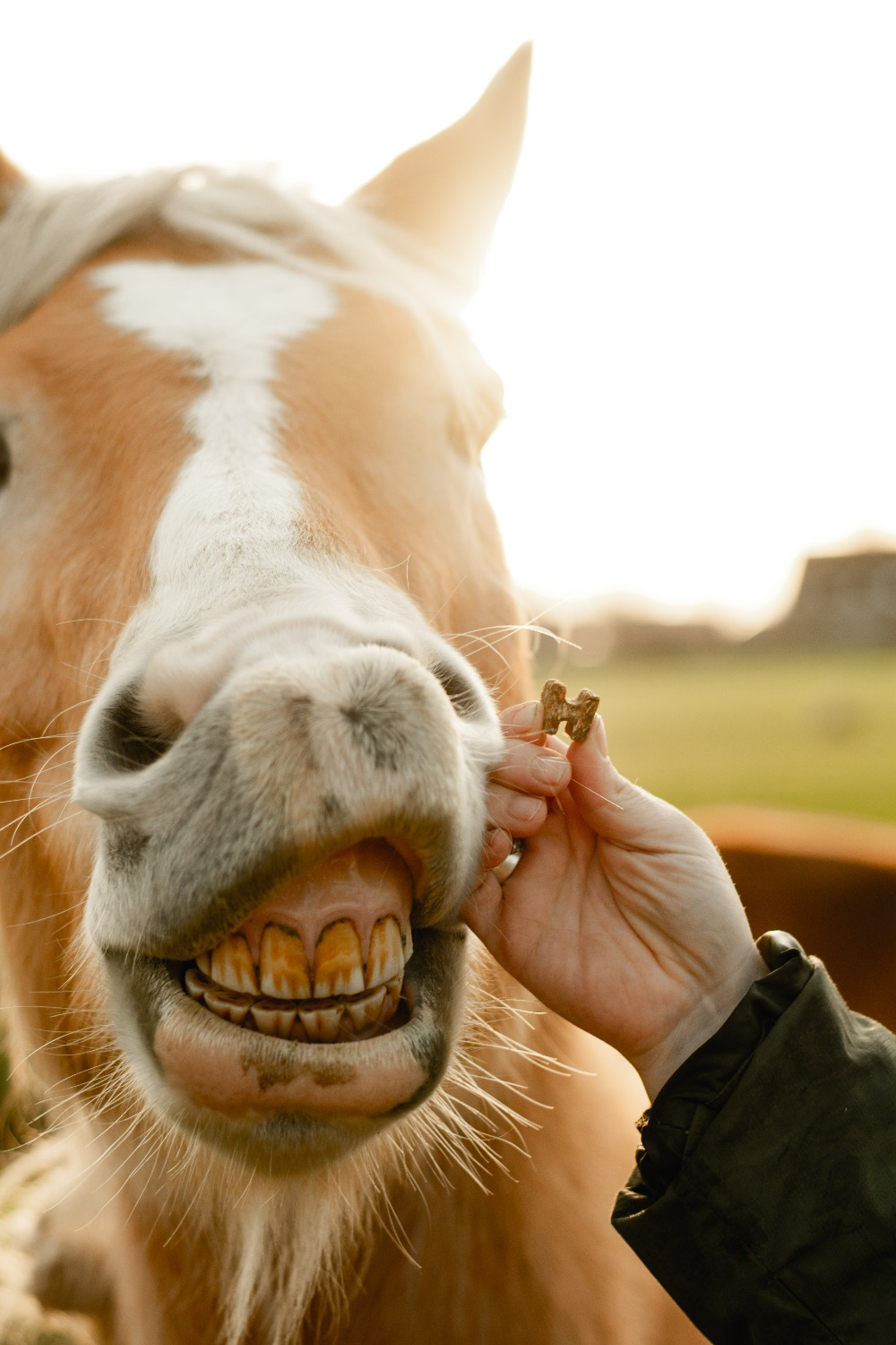 HELTIE Horse Treats