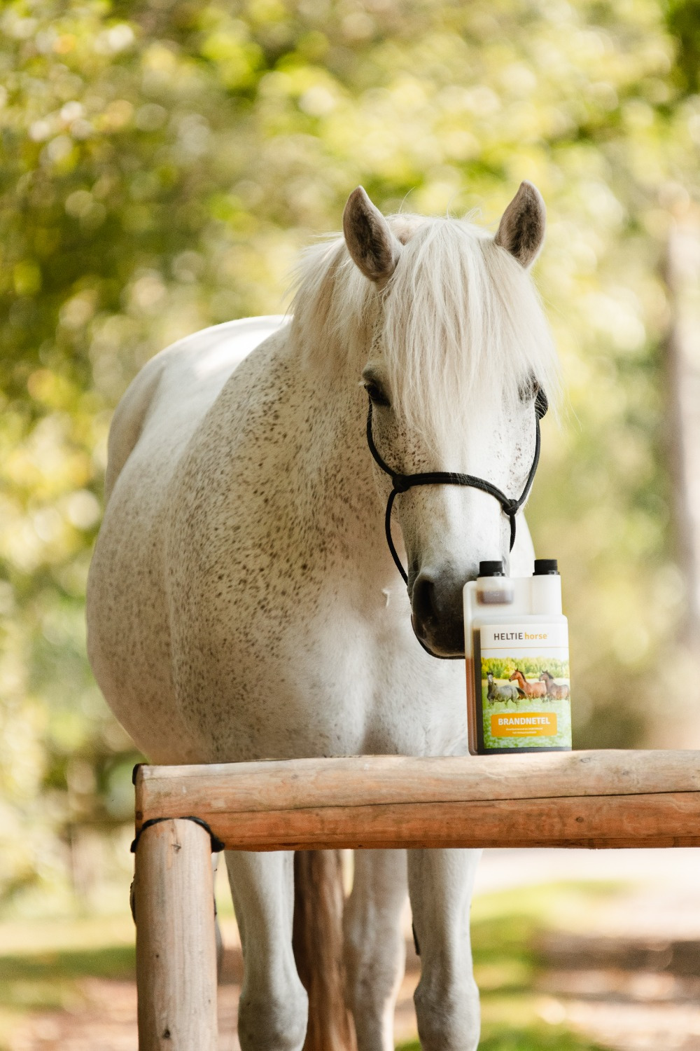 HELTIE horse Nettle