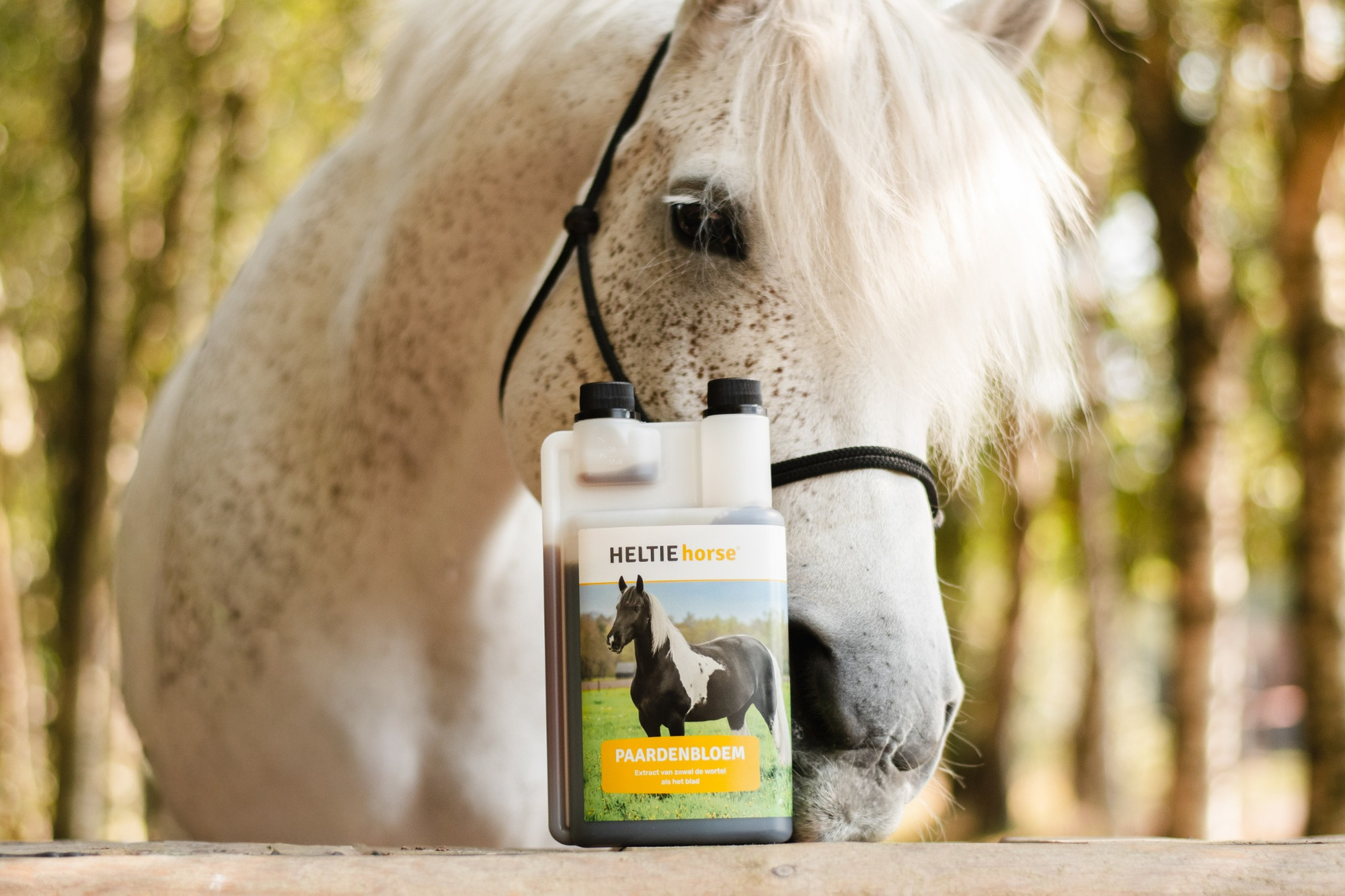 HELTIE horse Dandelion