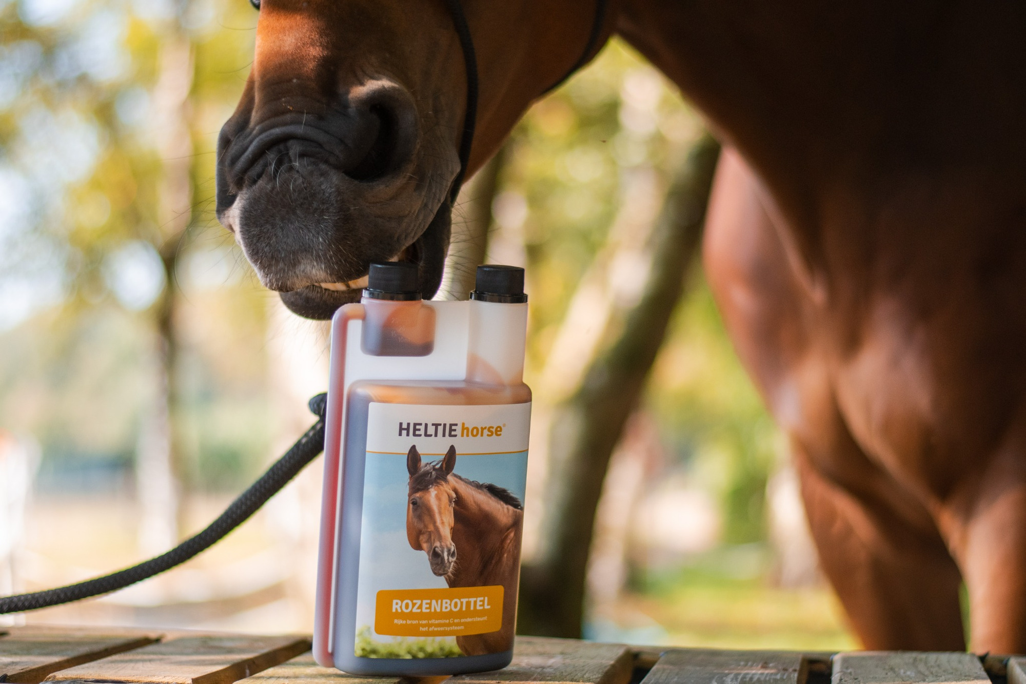HELTIE horse Rosehip
