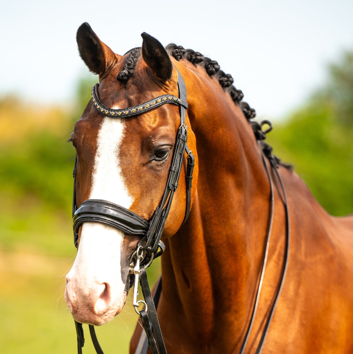 HB Showtime Double Bridle All You Needed
