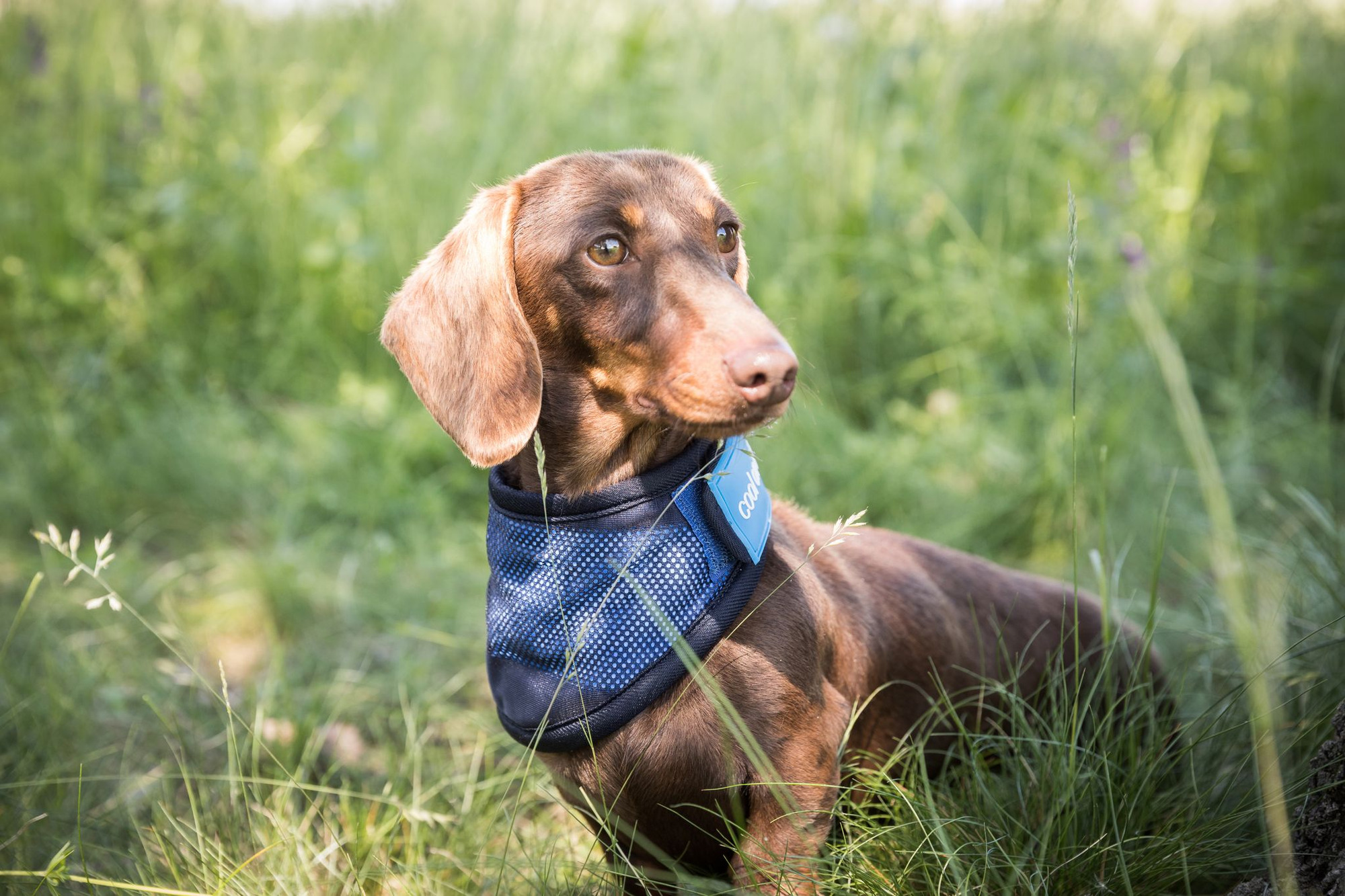 Back on Track Cooling Hunden Bandana