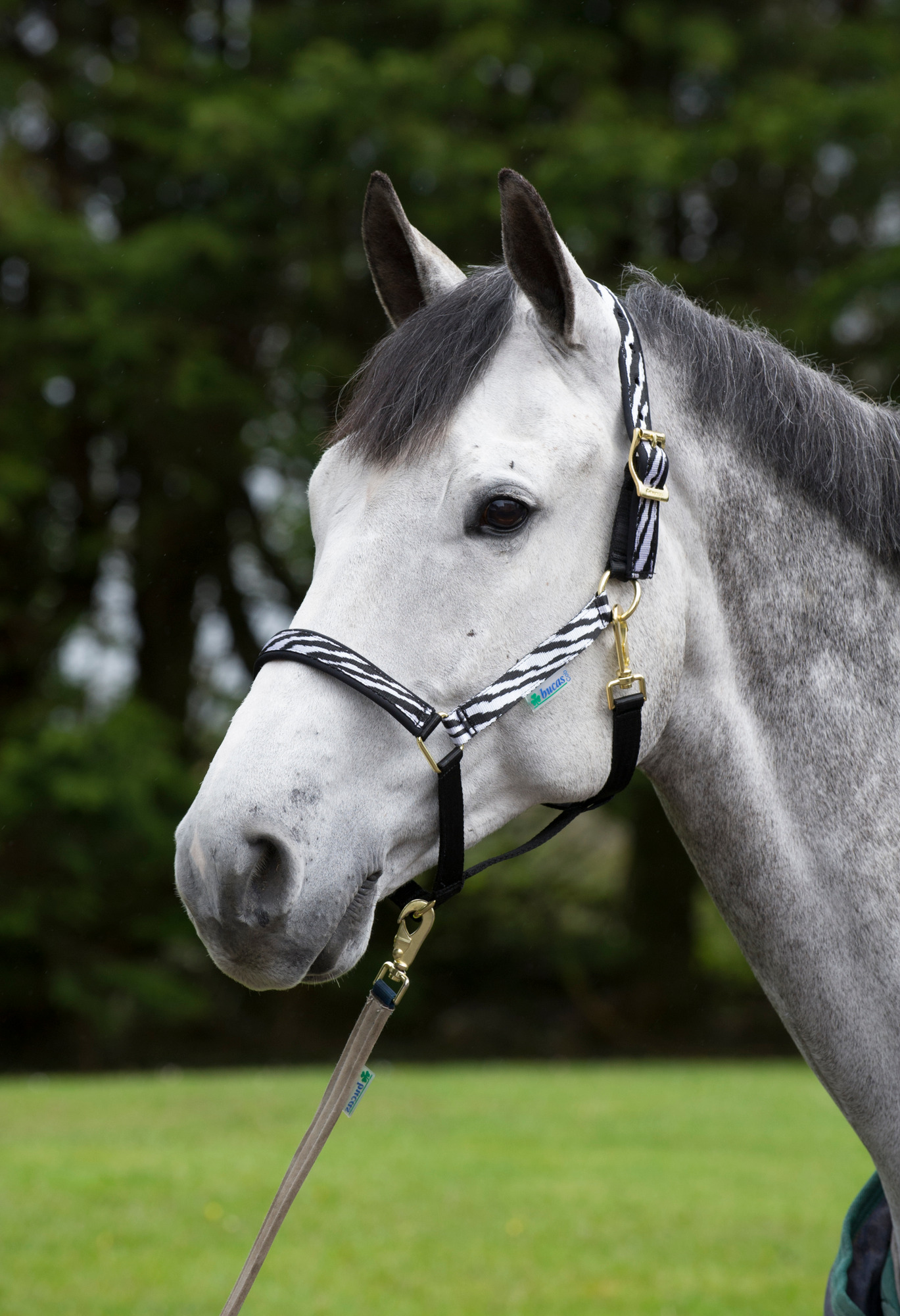 Bucas Dublin Halster Zebra