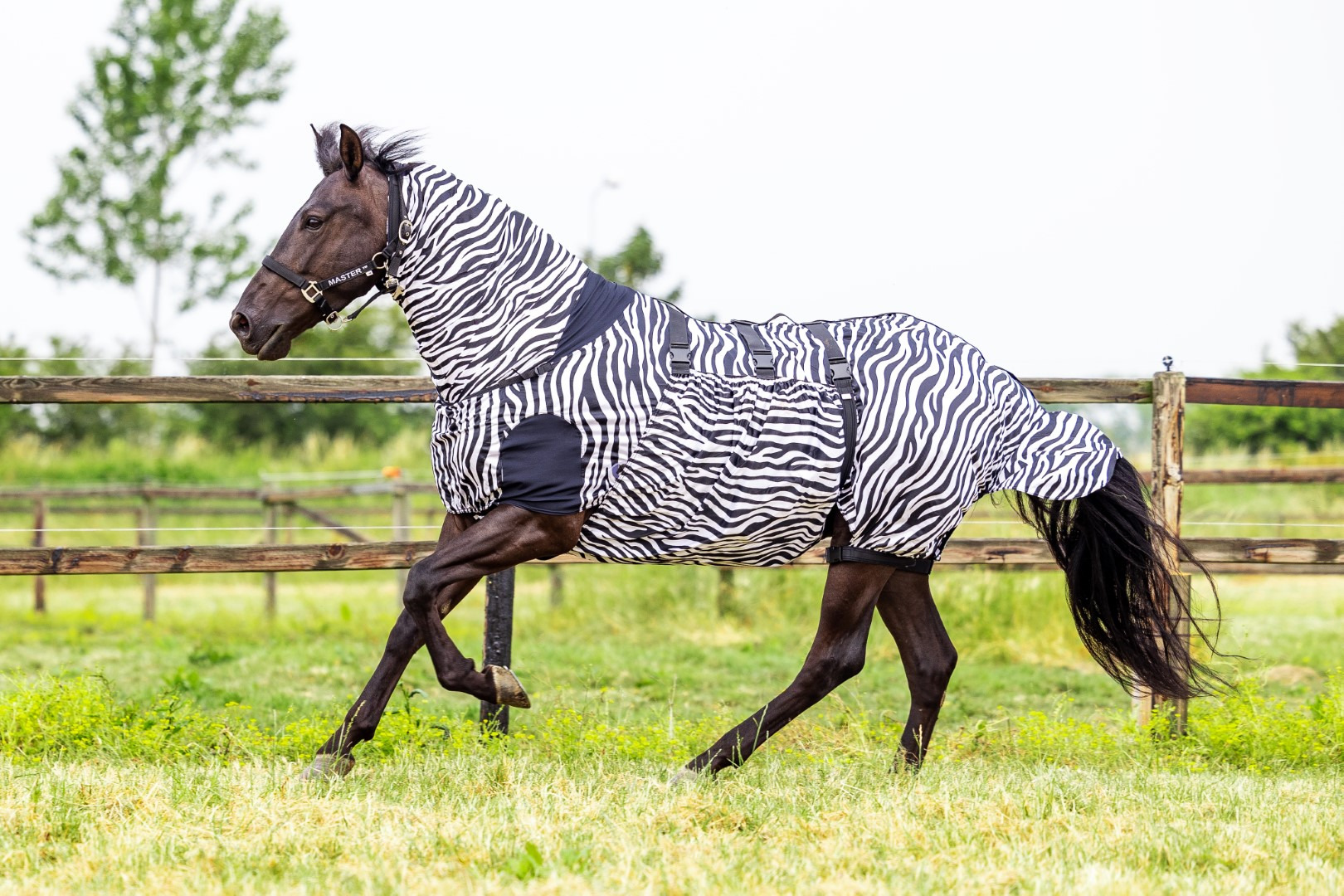 MASTER Zebra UV Sweet Itch Rug