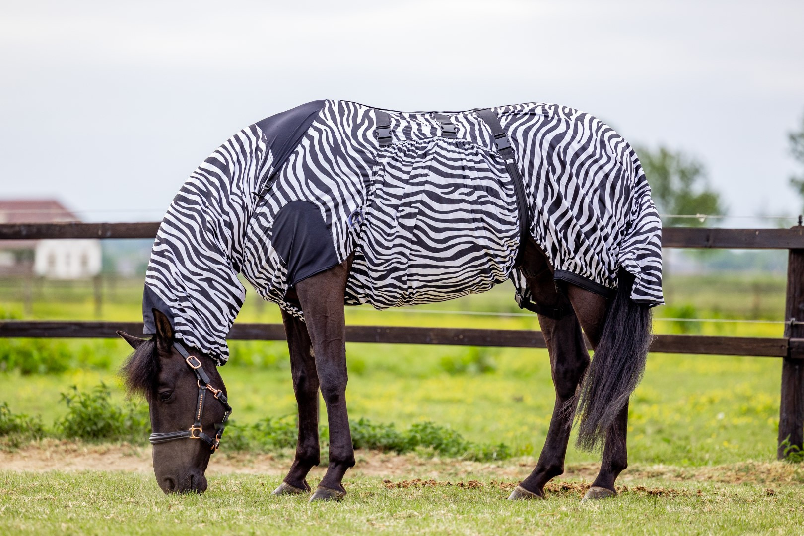 MASTER Zebra UV Sweet Itch Rug