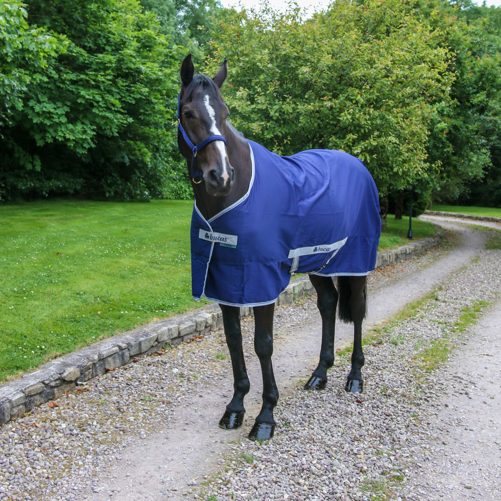 Bucas Freedom Twill Sheet Summer Rug Blue