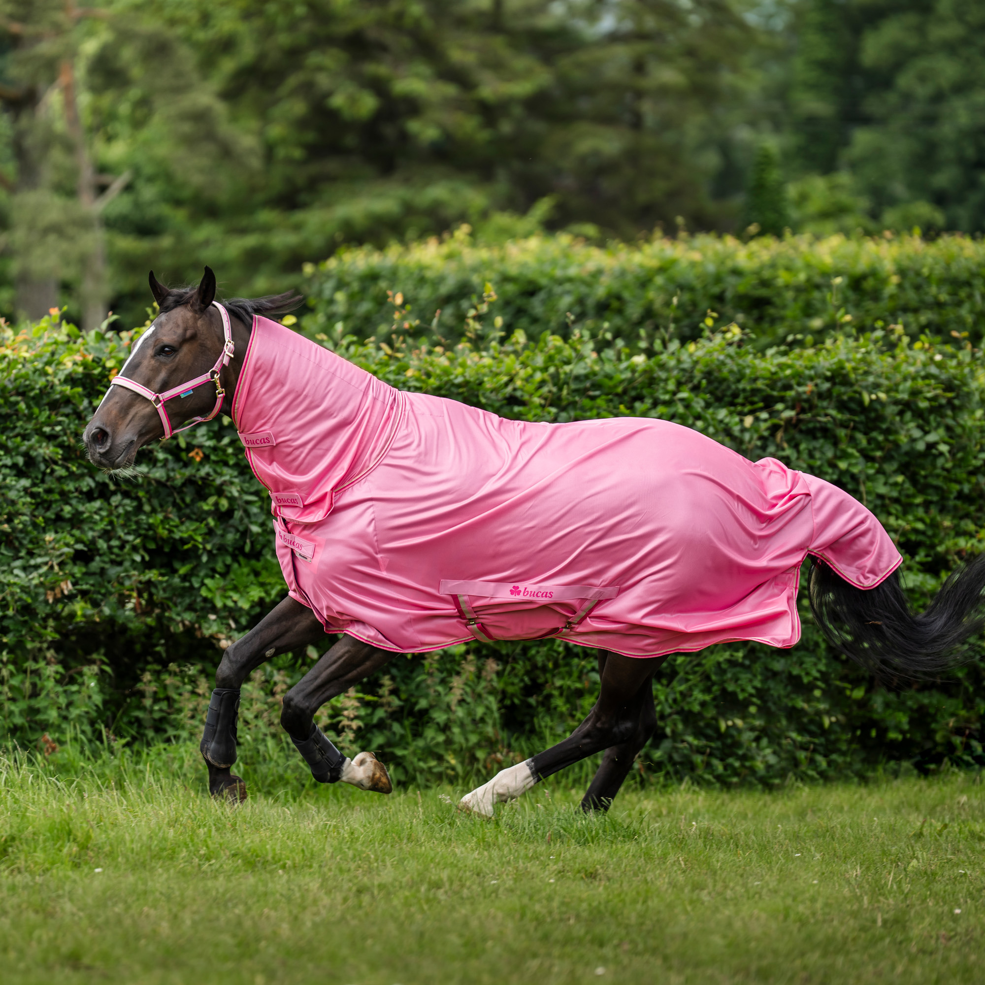 Bucas Freedom Fliegendecke Aurora Pink bestellen?