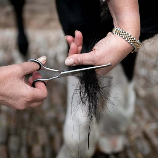 Smart Grooming Straight Safety Scissors