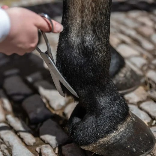 Smart Grooming Fetlock Scissors